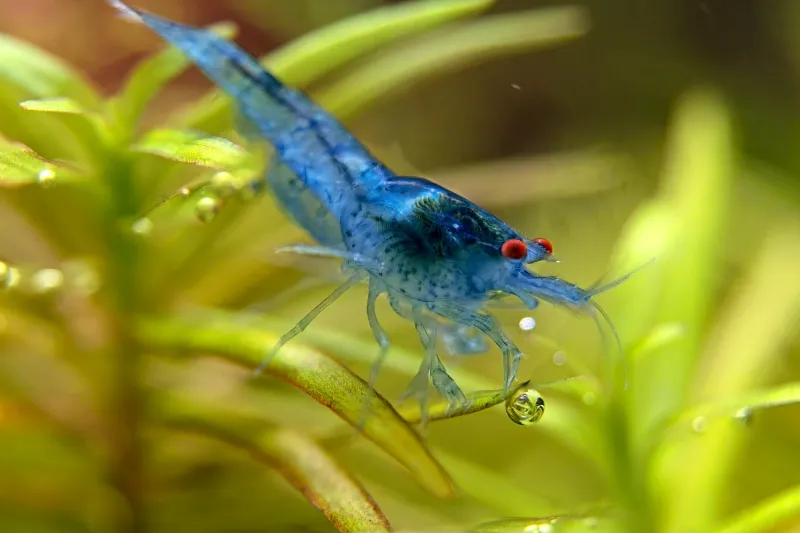 Blue Velvet Blue Dream Orange Eye – Neocaridina davidi